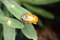 Lachnaia cylindrica
