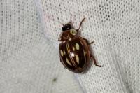 Myzia oblongoguttata
