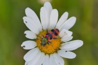Trichodes alvearius