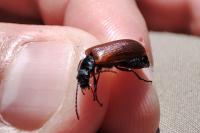 Omophlus lepturoides