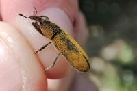 Lixus linearis