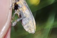 Lixus linearis