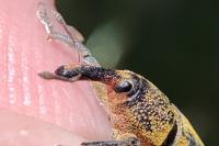 Lixus linearis