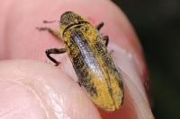 Lixus linearis