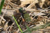 Cicindela campestris