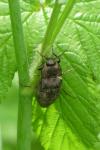 Agrypnus murinus