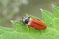 Ampedus quercicola
