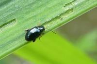 Aphthona nonstriata