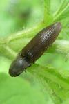 Athous haemorrhoidalis