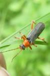 Cantharis lateralis