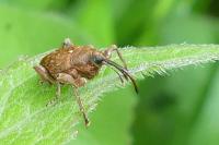 Curculio glandium