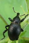 Liparus coronatus