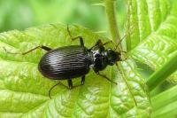 Nebria brevicollis
