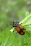 Panagaeus cruxmajor