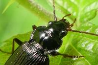 Nebria brevicollis