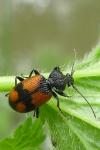 Panagaeus cruxmajor