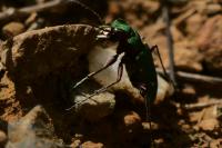 Cicindela campestris