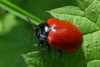 Chrysomela populi