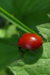 Chrysomela populi