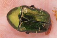 Cetonia aurata