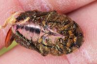 Cetonia aurata