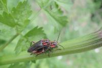 Cantharis rustica