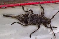 Acanthocinus reticulatus