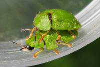 Cassida viridis