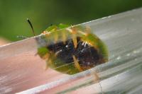 Cassida viridis