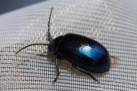 Agelastica alni