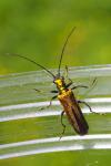 Oedemera nobilis
