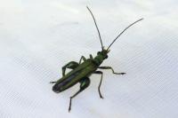 Oedemera nobilis