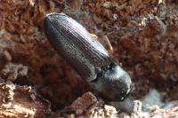 Cardiophorus