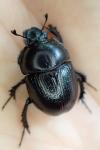 Anoplotrupes stercorosus