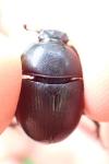 Sericotrupes niger