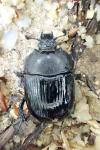 Typhaeus typhoeus