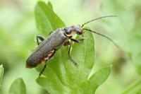 Cantharis nigricans