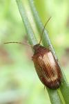 Gonodera luperus