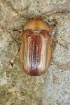 Rhizotrogus aestivus
