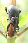 Liparus coronatus