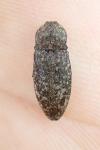 Agrypnus murinus