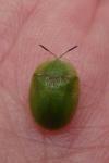 Cassida rubiginosa