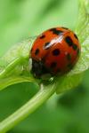 Harmonia axyridis