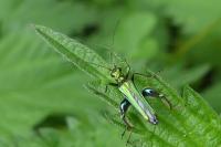 Oedemera nobilis