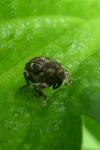 Mononychus punctumalbum