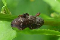 Hylobius transversovittatus