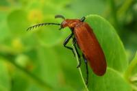 Pyrochroa serraticornis