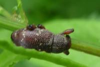 Hylobius transversovittatus