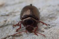 Chrysolina bankii