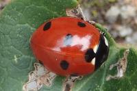 Coccinella septempunctata